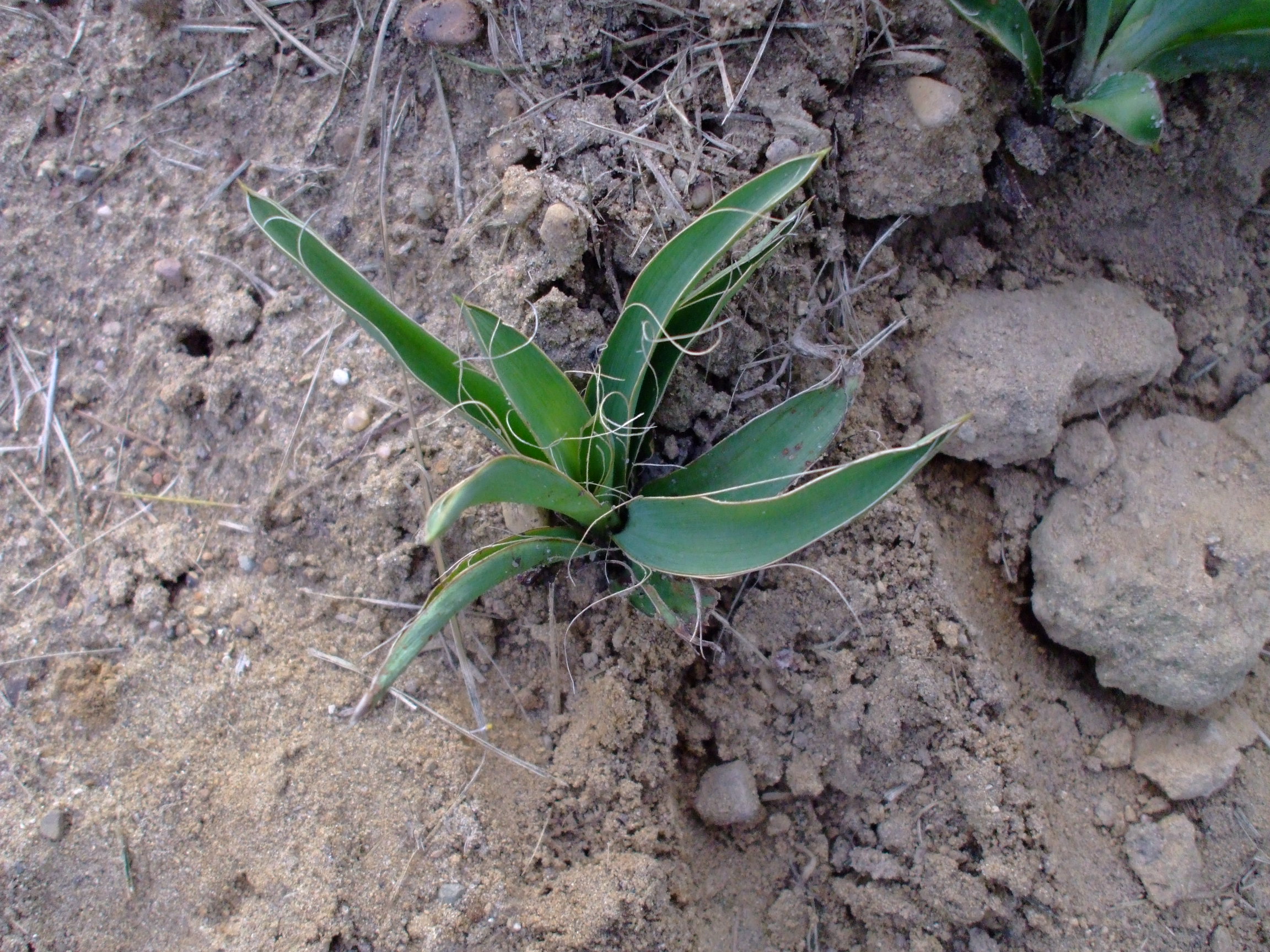 Yucca filamentosa